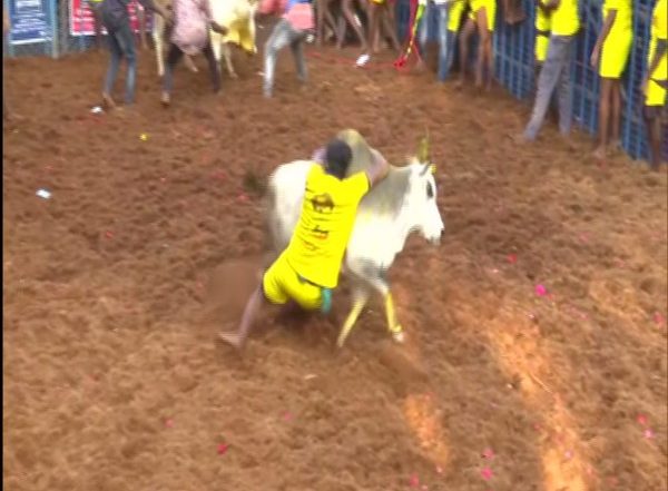 India News | Jallikattu Fervour Continues, Celebrated in Andhra Pradesh's Chittoor