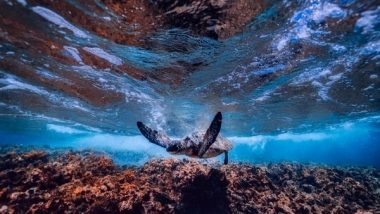 Science News | Shifting Ocean Closures Best Way to Protect Animals from Accidental Catch