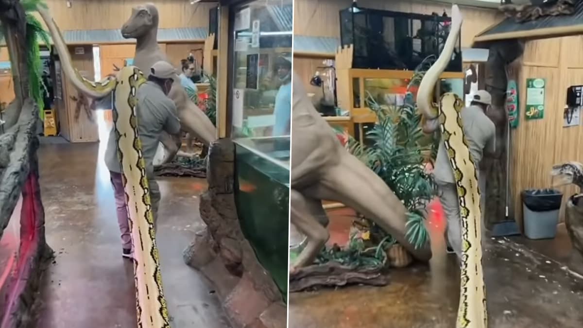 Video of girl fearlessly playing with giant snake shocks netizens