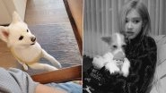 BTS' RM and BLACKPINK&rsquo;s Rose Post Pics of Their Pet Dogs and They&rsquo;re ADORABLE!