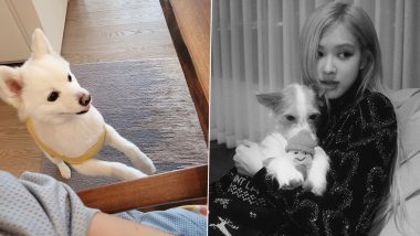 BTS' RM and BLACKPINK’s Rose Post Pics of Their Pet Dogs and They’re ADORABLE!