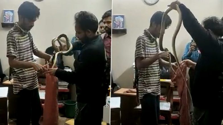 Snake Found in Chamber of Bombay High Court Judge (Watch Video)