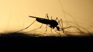 Male Mosquitoes Beat Wings Faster When Swarming at Sunset To Better Detect Females and Increase Reproduction Chances, Says Study
