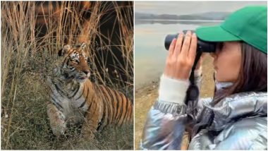 Kiara Advani Celebrates Year Of The Tiger 2022 Sharing A Glimpse Of Her Wildlife Vacay In This New Year (View Pics)