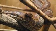 Rock Python Rescued Near Qutub Minar Metro Station in Delhi