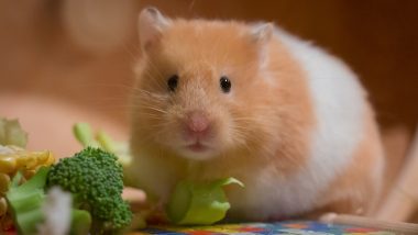 Hamsters Can Infect Humans With COVID-19, Says Study