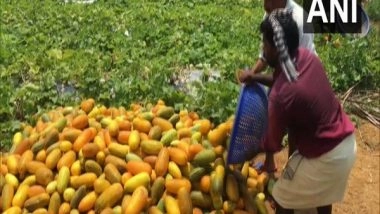 India News | India Emerges as Largest Exporters of Cucumber, Gherkins in the World