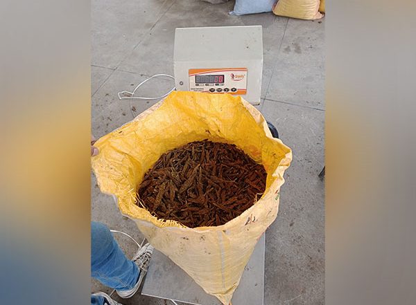 West Bengal: Marijuana Weighing 690 Kgs Seized in Cooch Behar, Two Arrested