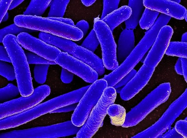 Science News | Study Finds Socio-economic Status of Kids May Impact Microorganisms in Digestive Tract