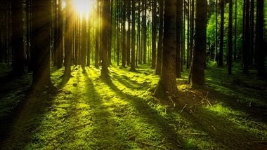 Science News | Disproportionate Fall in Safe Working Hours Due to Heat Exposure for Poeple Living in Deforested Locations, Finds Study