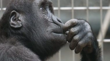 Science News | Study Finds Zoos Might Be Able to Improve Lives of Animals