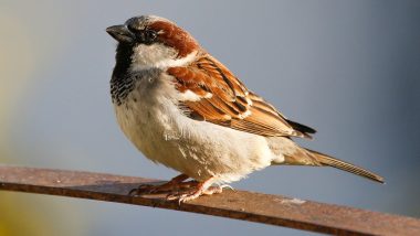 Karnataka: Villagers Mourn Death of Sparrow That Brightened Their Days