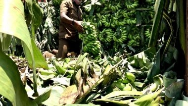 India News | Farmers in UP's Lakhimpur Kheri Shifting to Banana Cultivation from Sugarcane
