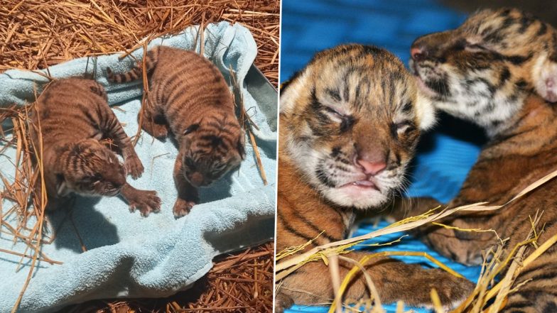 Royal Bengal Tigress 'Kazi' In Assam Zoo Gives Birth To 2 Cubs (See Images)