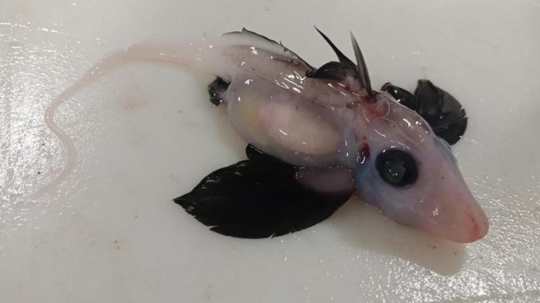 Extremely Rare! Newly Born 'Ghost Shark' Baby Discovered by Scientists In New Zealand (See Pic)