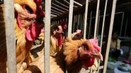 Bird Flu Scare in Maharashtra, 100 Chickens Found Dead in Thane&rsquo;s Poultry Farm