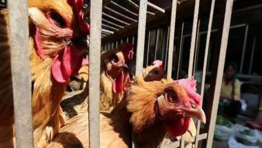 Bird Flu Scare in Maharashtra, 100 Chickens Found Dead in Thane’s Poultry Farm