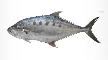 Pola Vatta', A New Fish Species, Identified by CMFRI in Kerala From Indian Waters