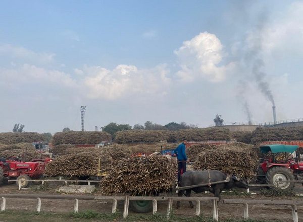 India News | UP: Mawana Sugarcane Farmers Hail Yogi Govt for Fast Payment of Dues, Express Concern on Electricity Rate