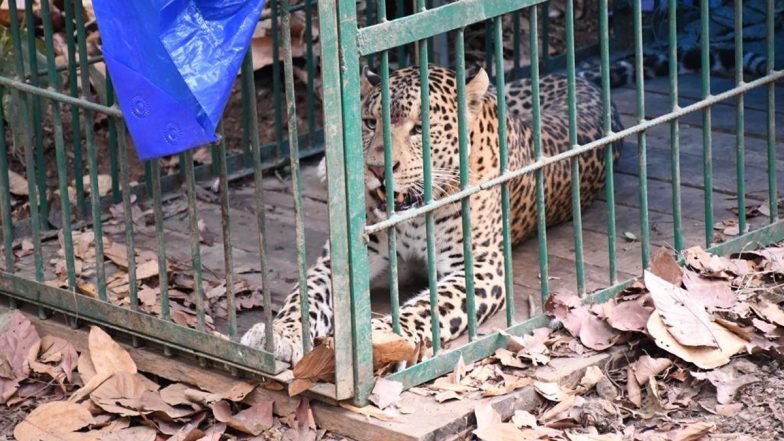 Leopard Rescued From Sishugram Red Cross Society Near IIT Guwahati (See Pic)