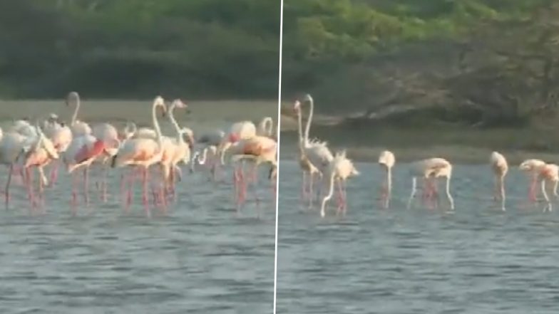 Thousands Of Migratory Australian Flamingos Arrive In Rameswaram (Watch Video)