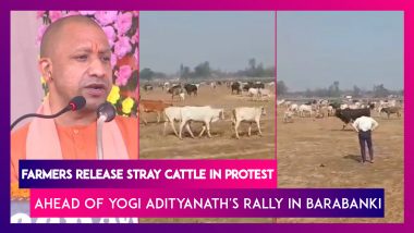 Farmers Release Stray Cattle In Protest Ahead Of Yogi Adityanath's Rally In Barabanki | UP Polls 2022