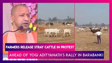 Farmers Release Stray Cattle In Protest Ahead Of Yogi Adityanath's Rally In Barabanki | UP Polls 2022