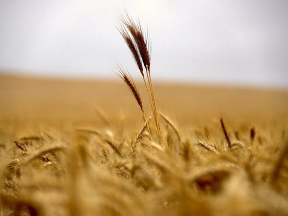 India News | Seminar at Expo 2020 Dubai Showcases India's Export Potential of Millets, Ways to Upscale the Value Chain - Vimarsana News