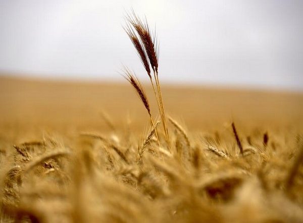 India News | Seminar at Expo 2020 Dubai Showcases India's Export Potential of Millets, Ways to Upscale the Value Chain