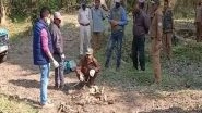 India News | Carcass of Royal Bengal Found at Kaziranga National Park in Assam