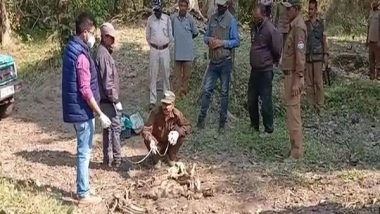 India News | Carcass of Royal Bengal Found at Kaziranga National Park in Assam