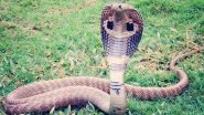 Video: 10-Foot-Long King Cobra Travels in Car for Over 200 KM in Kerala; Snake Rescued by Wildlife Personnel