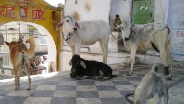 Congress To Prepare Report Over Death of Cows in Madhya Pradesh