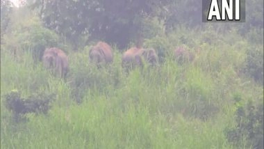 India News | Assam: 'Food Zone' Created for Elephants in Nagaon to Stop Their Intrusion into Village Area