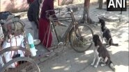 India News | Tibetan Nun Feeds Stray Dogs in Bihar's Gaya Since First Nationwide COVID Lockdown
