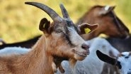 Hyderabad: FIR Against Local Businessman for Allegedly Sacrificing 101 Goats at Bagh-e-Jahanara