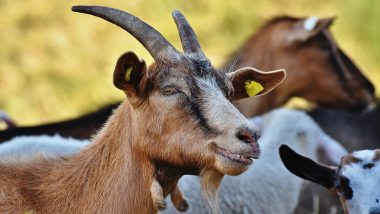 Hyderabad: FIR Against Local Businessman for Allegedly Sacrificing 101 Goats at Bagh-e-Jahanara
