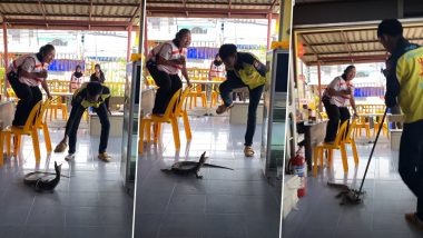 Monitor Lizard at Thailand Restaurant Leaves Woman Screaming and Crying, Watch Viral Video of Her Climbing Chair in Fear!