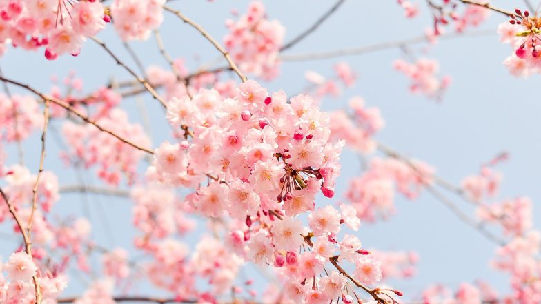 Manipur in Cherry Blossom Season Should be on Your Travel Bucket List And We Agree With Anand Mahindra on This! See Pic