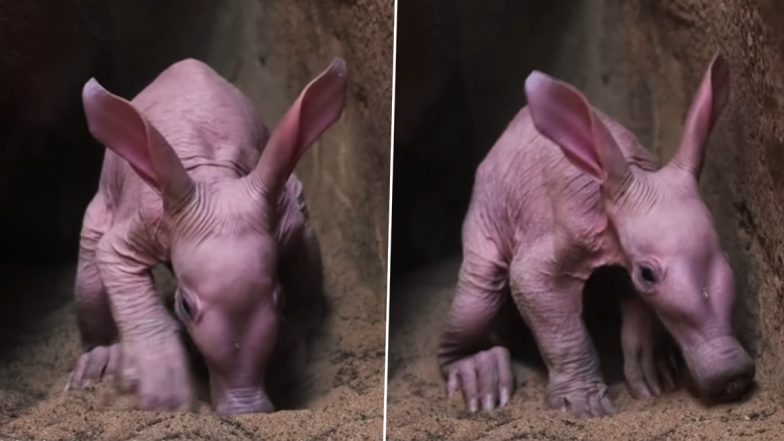 Meet Dobby, an Aardvark Born in UK's Chester Zoo After 90 Years! Watch Video and Pic of Hairless Baby Mammal