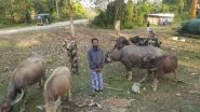 India News | BSF Nabs Cattle Smuggler from Border Area in Assam