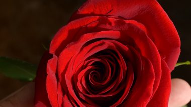 Rose Day 2022: Beautiful Quotes on Roses and Love That Will Make You Smile!