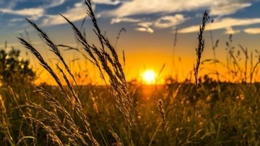 India News | Paddy Procured Worth Rs 1.36 Lakh Crore Benefitting 94.15 Lakh Farmers in Ongoing Kharif Season