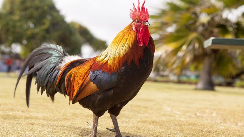 TSRTC Conductor Issues Rs 30 Ticket to a ‘Rooster’ for Travelling in the Bus From Peddapalli to Karimnagar