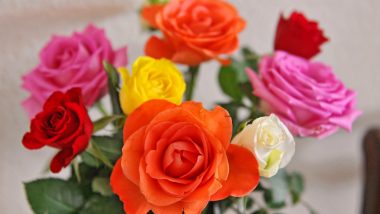 Rose Day 2022 Images in Valentine's Week: Different Colours of Roses And Their Meaning To Convey Your True Feelings