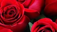 Happy Rose Day 2022: Know Different Colours of Roses and Their Meanings