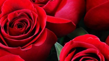 Happy Rose Day 2022: Know Different Colours of Roses and Their Meanings