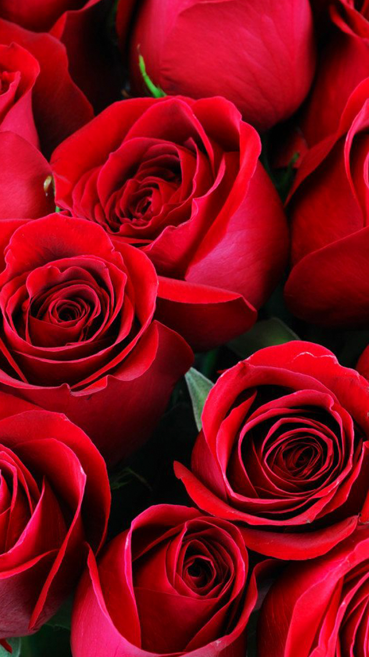 Happy Rose Day 2022: Know Different Colours of Roses and Their Meanings ...