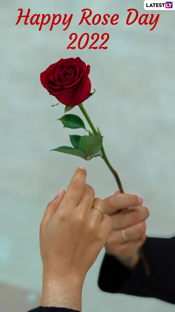 Happy Rose Day 2022: Kick-Start Valentine Week Celebrations With Fun Greetings & Images