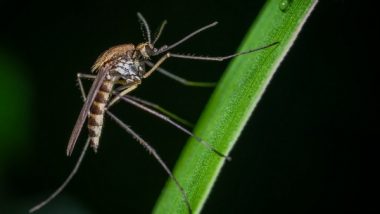 Science News | Mosquito Vision Could Help in Hiding from Disease Vectors: Study